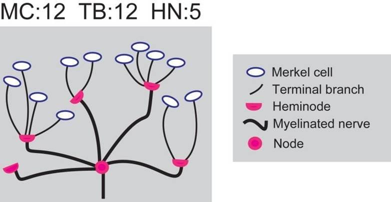 Figure 1- Cartoon illustration of the physiological elements for the end organ of the Merkel cell afferent