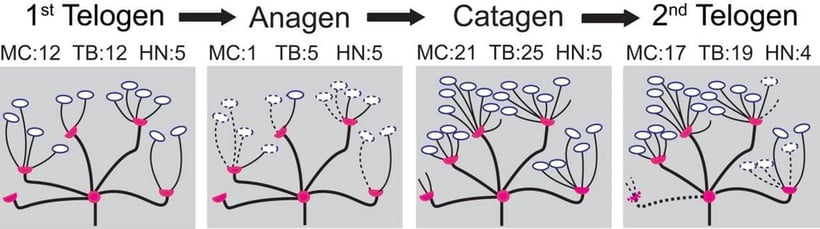 Figure 2- Example simulation of an end organ through the four stages of the hair cycle