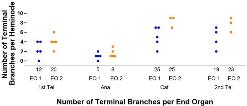 Figure 4a- Changes in terminal branches