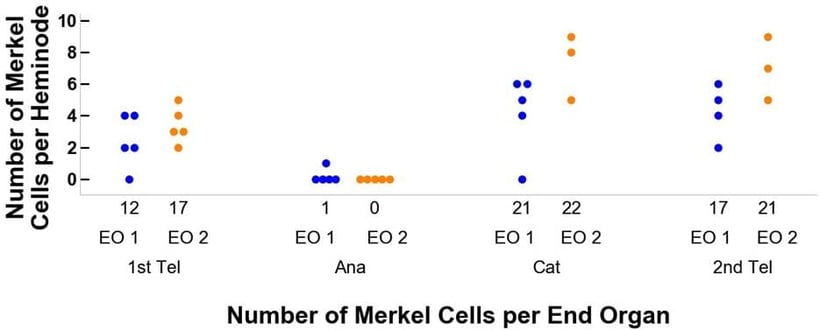 Figure 4b- Changes in Merkel Cells