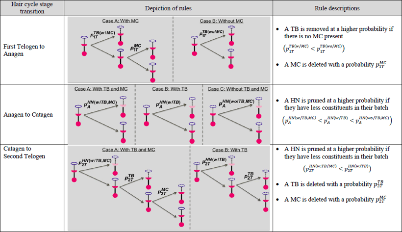 Table 1. Graphics- and text-based depiction of rules associated with each of three transitions of the hair cycle